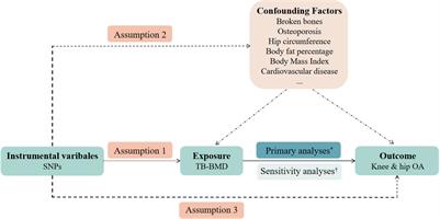 The causal association between bone mineral density and risk of osteoarthritis: A Mendelian randomization study